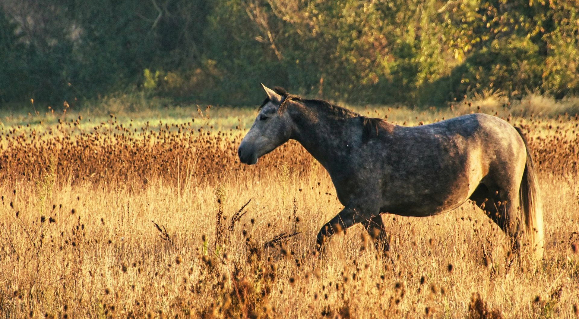 Ein Schimmel geht im warmen Abendlicht durch hohes Gras