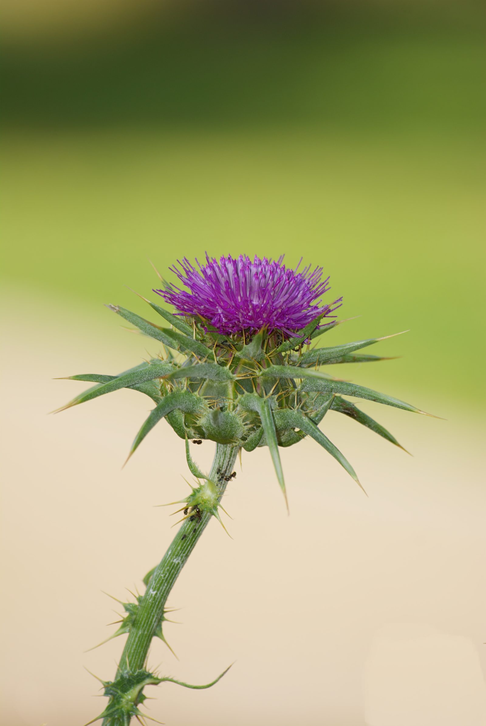 Blühende Mariendistel mit violettem Blütenkopf und den typischen Dornhüllblättern