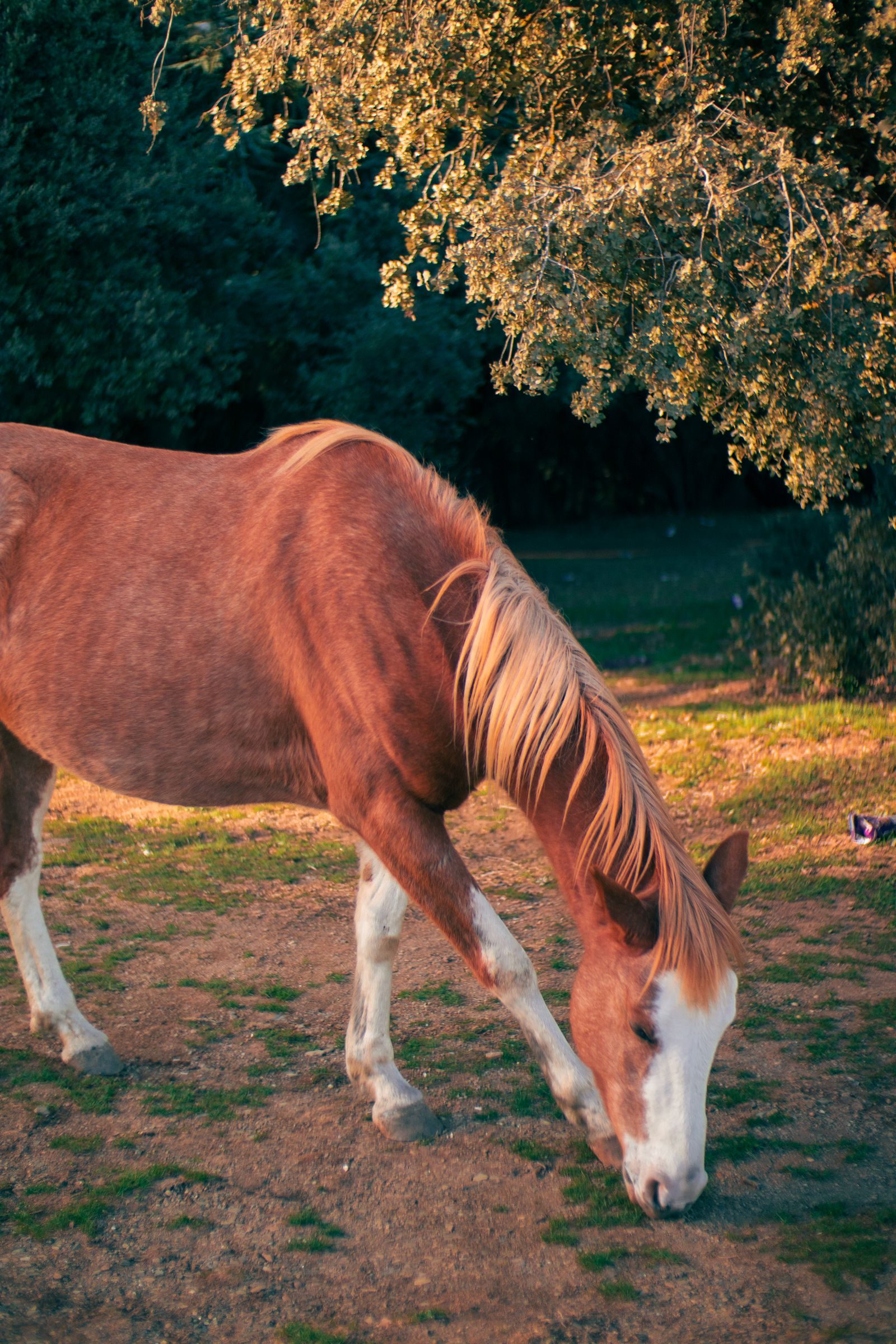 Pferd grast auf einer Wiese (Symbolbild)