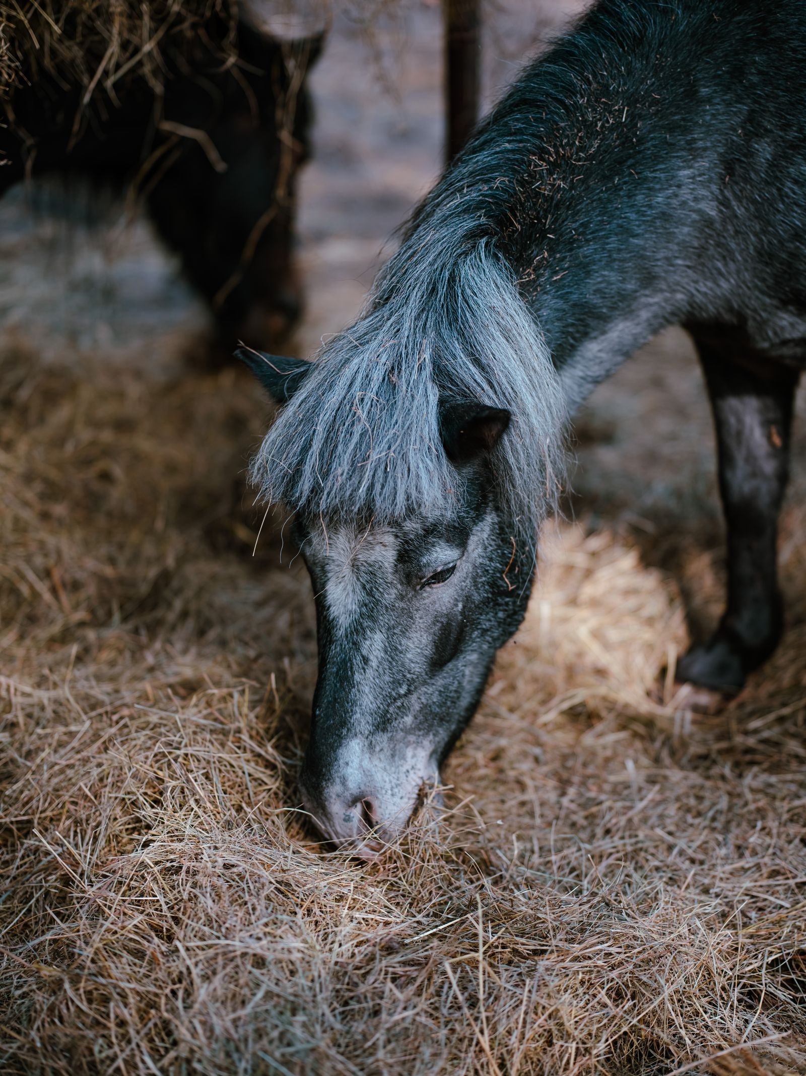 Pony frisst Heu